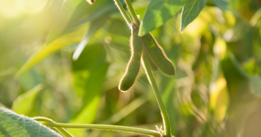 Cire de soya : une alternative naturelle et sécuritaire avec Marée