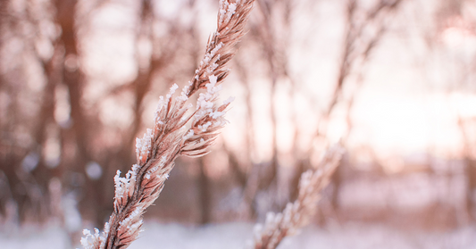 L’hiver et ta peau : Les brins givrés rappellent l’air froid et sec de l’hiver, responsable de la déshydratation de ta peau. Protège-la avec des soins doux et hydratants.