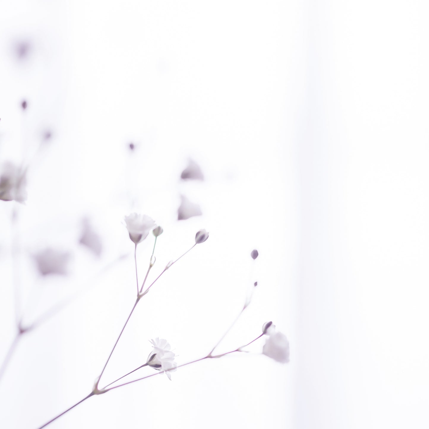 Une image épurée mettant en avant la délicatesse des petites fleurs blanches sur un fond lumineux, évoquant la pureté, la légèreté et la blancheur.