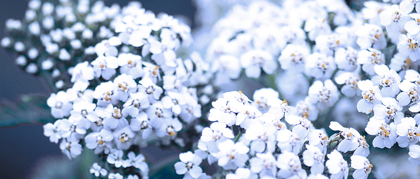 Actifs floraux apaisants et éclaircissants présents dans la crème de nuit White de Phyt’s, pour un teint visiblement plus uniforme au réveil.