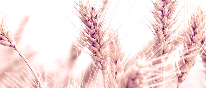 Actifs végétaux riches, comme le germe de blé, présents dans les produits bio visage et contours pour nourrir et préserver l’élasticité de la peau