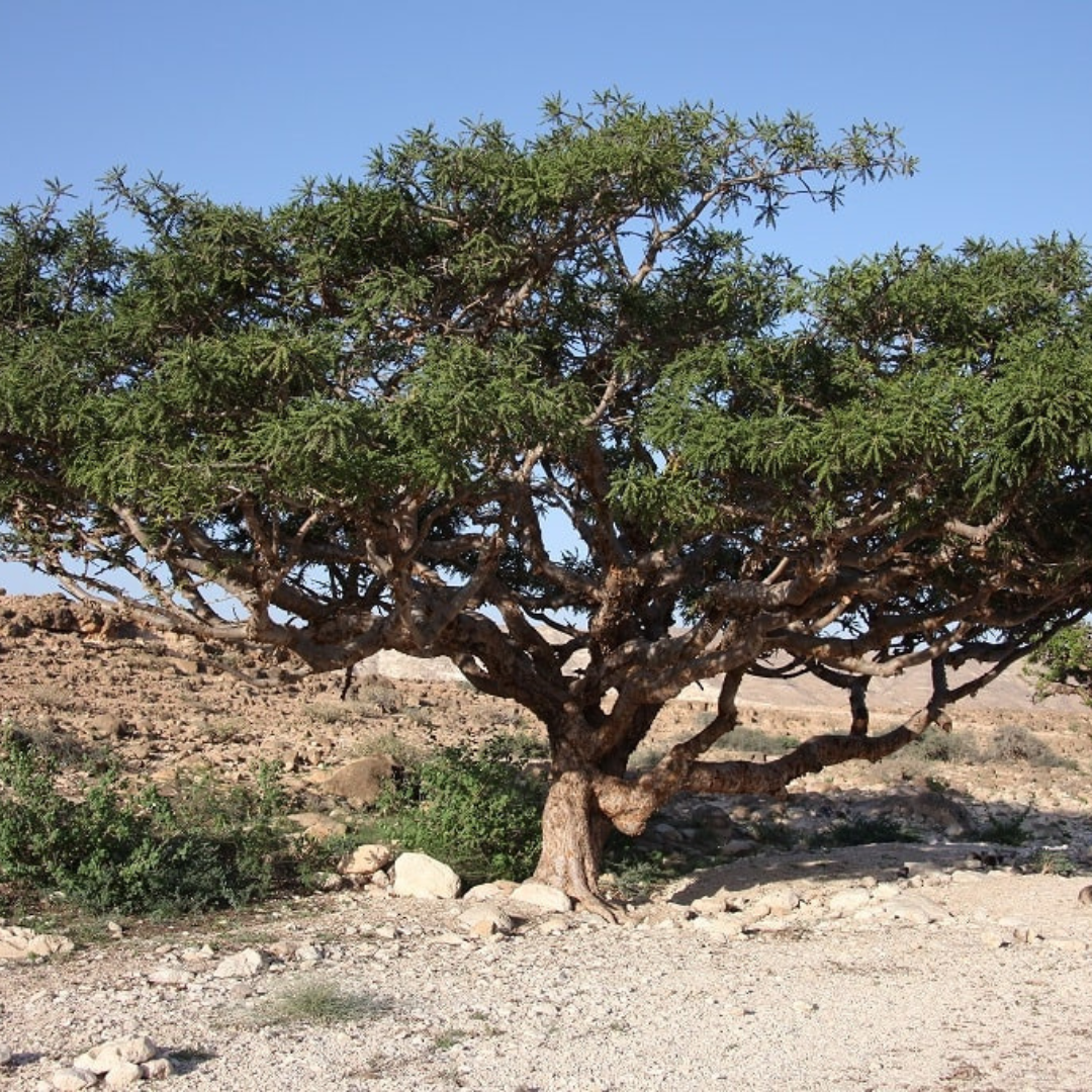 Arbre Boswellia carterii dans son environnement naturel, source de l’huile essentielle d’encens oliban reconnue pour ses vertus apaisantes, purifiantes et régénératrices.