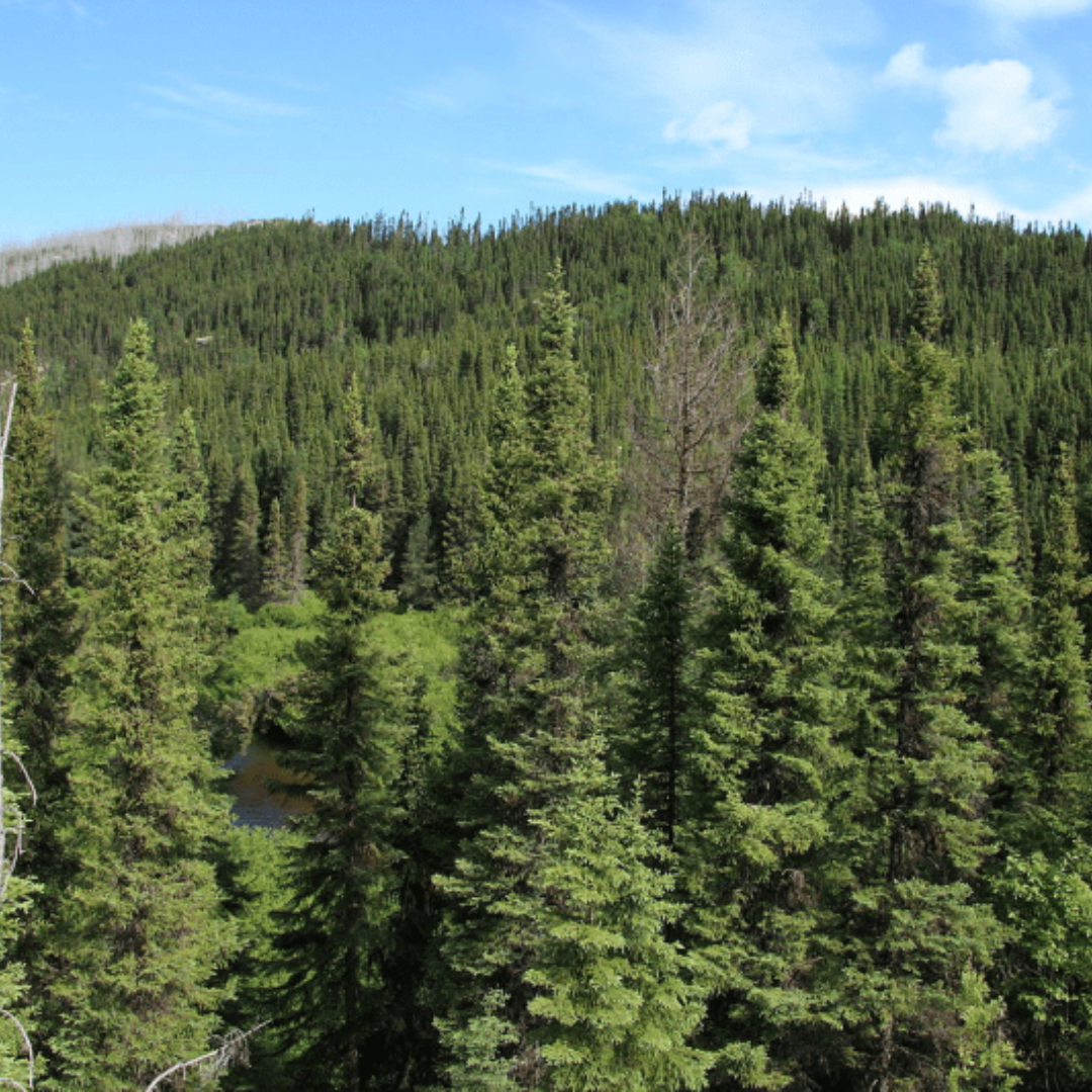 Vue naturelle d’une forêt d’épinettes noires, source pure et ancestrale d’une huile essentielle aux vertus apaisantes et tonifiantes.