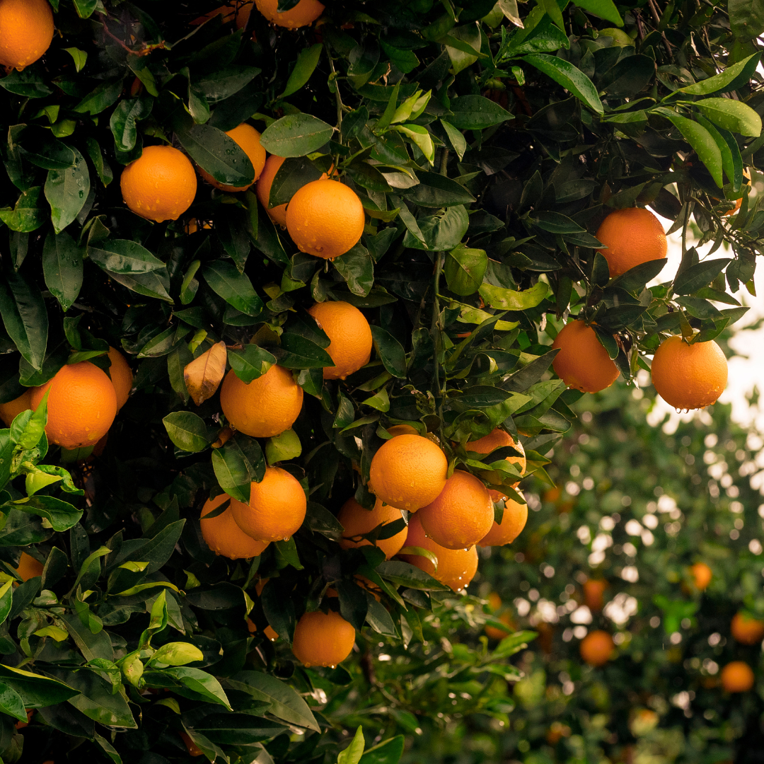 Orange douce - Huile Essentielle Simple