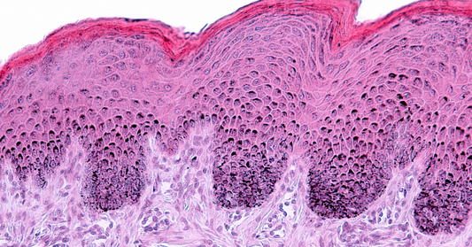 Comment fonctionne la peau et comment ralentir son vieillissement
