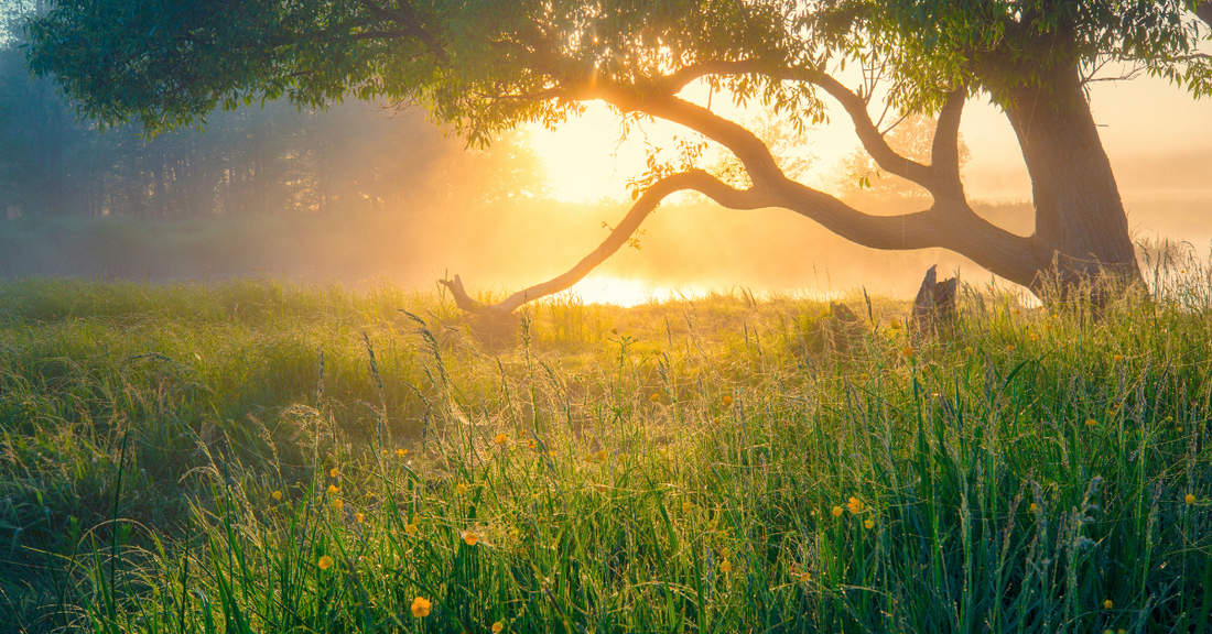 Une image inspiree par la nature et la serenite, avec un paysage baigne de lumiere douce au lever du soleil. Ce visuel evoque l'importance de ralentir pour se reconnecter a l'essentiel et retrouver un equilibre interieur.