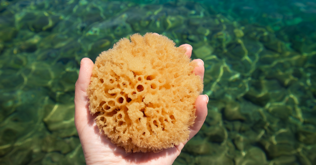 Éponge de mer naturelle représentant la peau et l'effet de l'hydration sur celle-ci, via l'acide hyaluronique