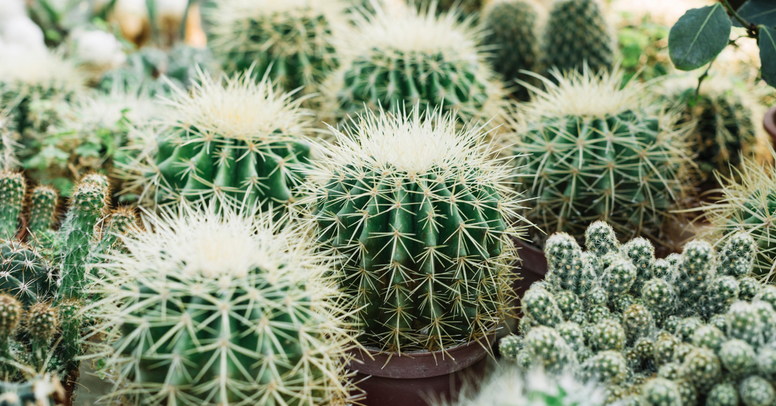Cactus à l'image d'une peau qui pique, qui est sensible et irrité