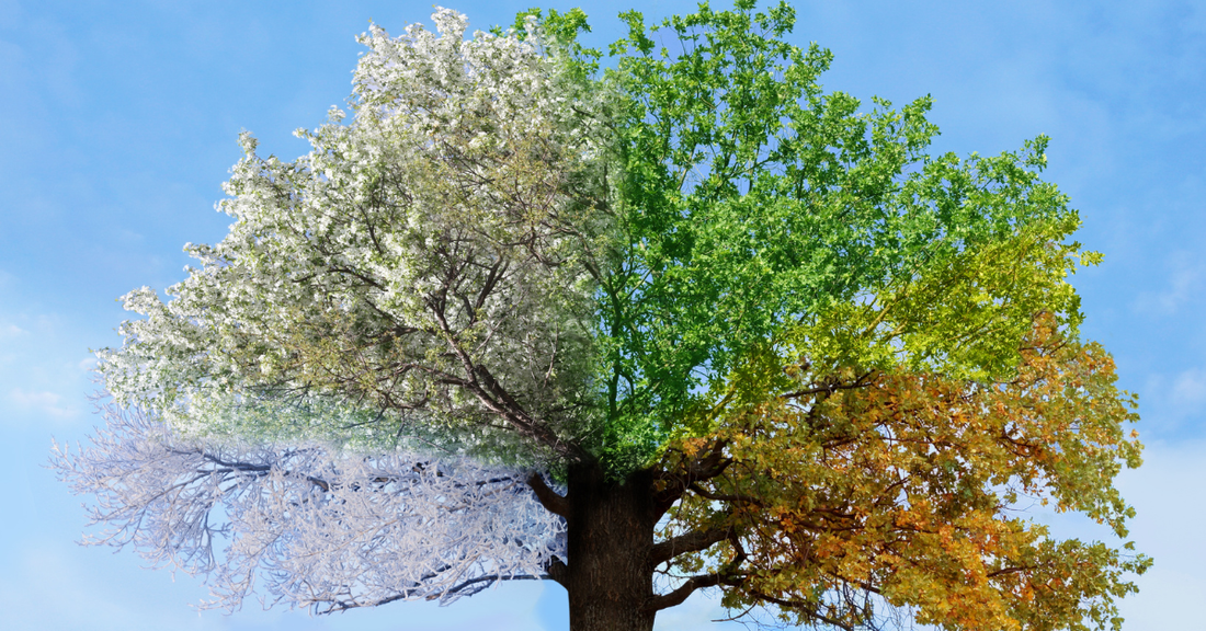 Arbre présentant les 4 saisons en une seule image pour présenter l'importance de changer de texture de crème lorsque les saisons changent