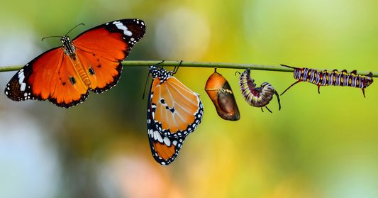 Chenille à papillon, image d'une transformation intérieure