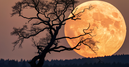 Arbre et lune en gros plan au couché du soleil, expliquant l'importance d'une sommeil réparateur pour une peau en santé et éclatante