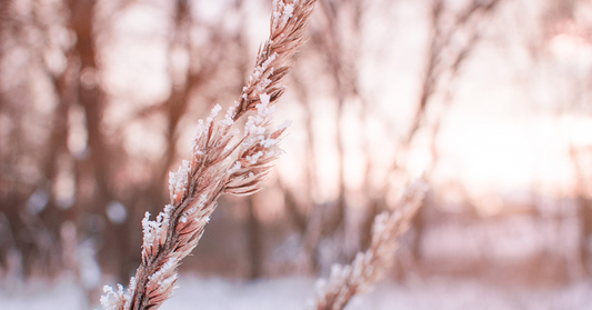 L’hiver et ta peau : Les brins givrés rappellent l’air froid et sec de l’hiver, responsable de la déshydratation de ta peau. Protège-la avec des soins doux et hydratants. 