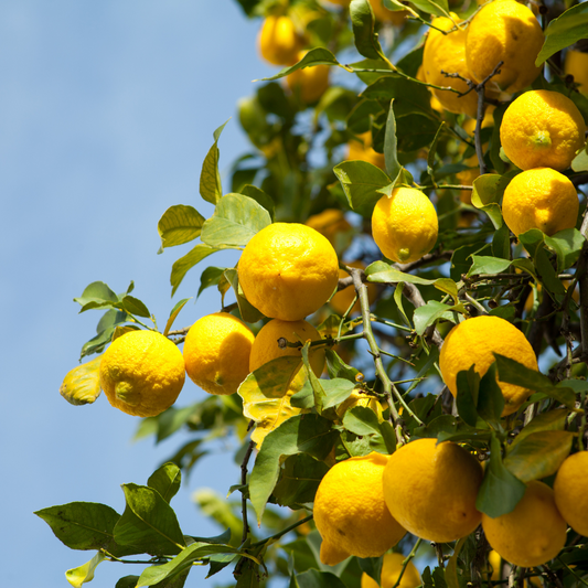 Des citrons yuzu lumineux et juteux, parfaits pour illustrer la source d'une huile essentielle fraîche et vivifiante.