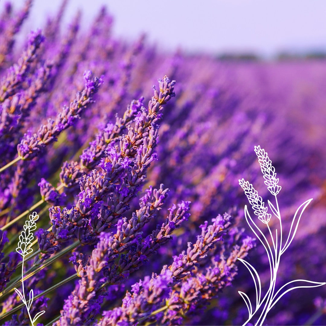 Champ de lavande en fleur, ingrédient clé des synergies naturelles anti-poux pour une protection douce et efficace.