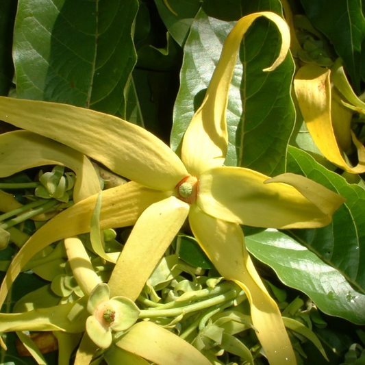 Ylang-Ylang 2 & 3 - Huile Essentielle Simple