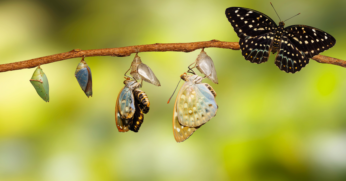 On voit une chenille qui devient papillon à l'image d'une transformation intérieure. 