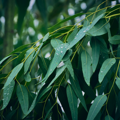 Eucalyptus Officinal (radiata)  - Huile Essentielle Simple