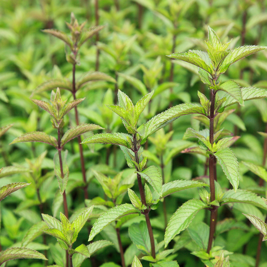 Menthe Poivrée - Huile Essentielle Simple